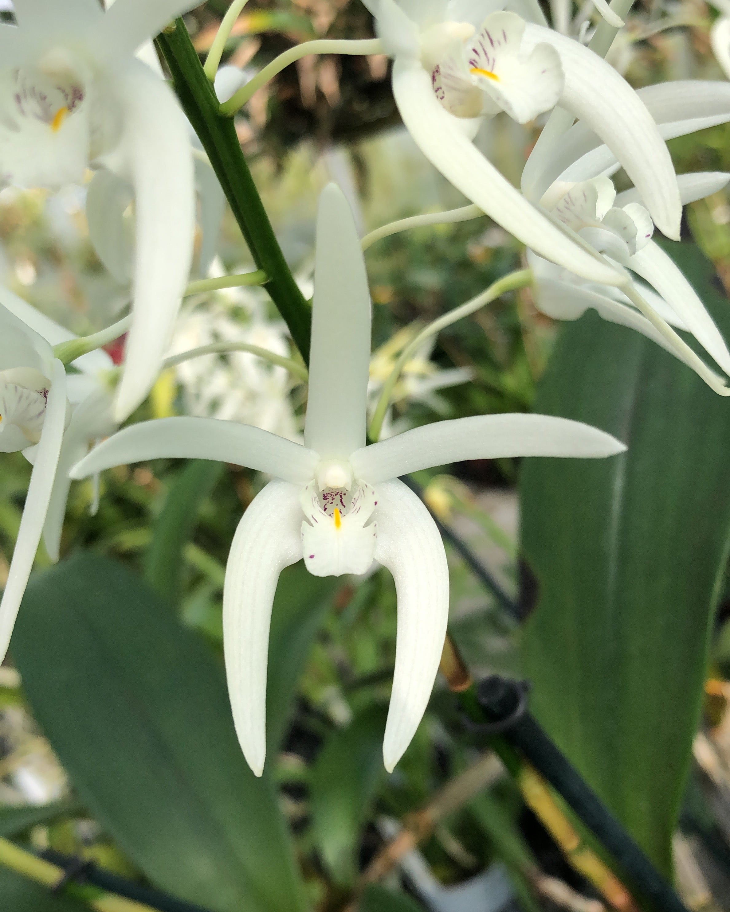 Dendrobium jonesii