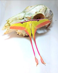 Chinesischer Mondspinner (Actias dubernardi)